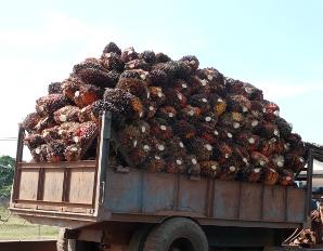 Measuring the Oil Content in Palm Mesocarp